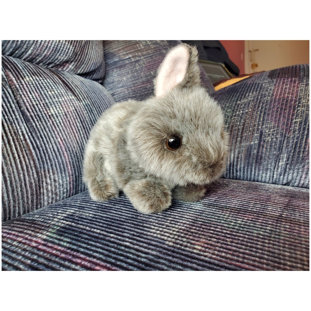 Retired Aurora Miyoni Netherland Dwarf Bunny